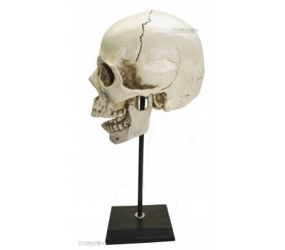 декоративный человеческий череп (макет) 35 см